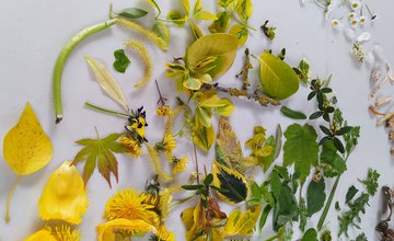 A collection of yellow and green flowers and foliage.