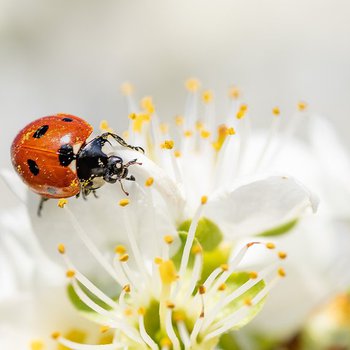Ladybird