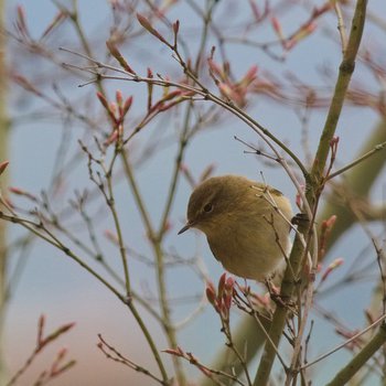Bird in a tree