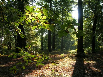landscape trees